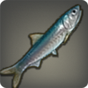 Anchois limséen