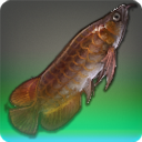 Arowana sanguin