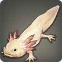 Axolotl angélique