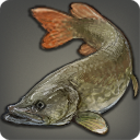 Brochet du nord