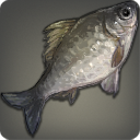Carpe de l'Opaline