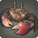 Crabe des rivières