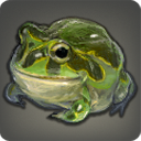 Grenouille-taureau