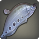 Poisson couteau