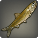 Poisson des sables