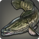 Poisson-loutre